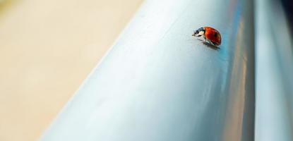 macro rouge coccinelle la nature brouiller Contexte. photo