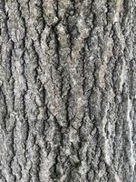 rugueux texture écorce de vieux arbre, abstrait Contexte photo