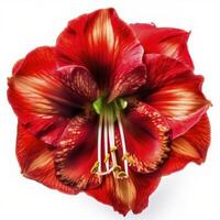 épanouissement amaryllis fleur sur blanc arrière-plan, établi avec génératif ai photo