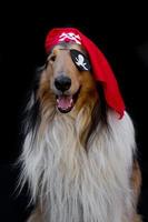 portrait de une d'or colley chien habillé comme une pirate photo