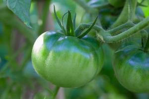 vert tomates ne pas encore mûr sur biologique jardin les plantes photo
