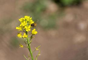 une proche en haut de une abeille sur fleuri moutarde photo