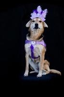 portrait d'un chien habillé pour le carnaval, avec des plumes, des paillettes et des paillettes photo