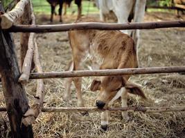 thaïlandais vaches dans le de bonne heure Matin de le thaïlandais campagne. photo