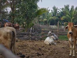 vaches ferme dans Thaïlande, sud-est Asie. photo