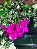 flore de gran Canaria - bougainvilliers glabre, introduit ornemental usine, Naturel macro floral Contexte photo