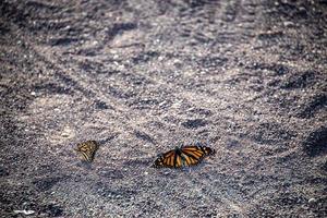 grand coloré papillon séance sur gris gravier, dans fermer photo