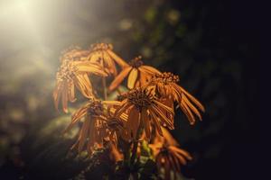 Jaune champ fleur dans le Prairie sur une chaud été journée photo