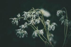 blanc champ fleur dans le Prairie sur une chaud été journée photo