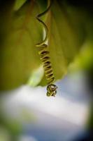 vert plante avec tordu élément dans fermer photo