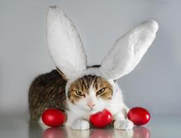 chat portant des oreilles de lapin photo