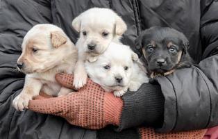 chiots dans les bras d'une personne photo