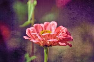 été fleur dans le chaud Soleil dans une Naturel environnement de le jardin photo