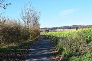 minuscule chemin à Jaune des champs photo