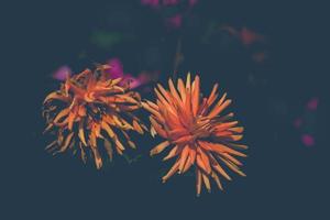 été fleur dans le chaud Soleil dans une Naturel environnement de le jardin photo