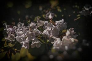 blanc fleur parmi vert feuilles dans fermer photo