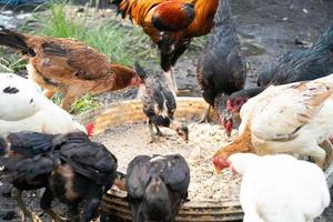 une troupeau de poulets sur une ferme est en mangeant photo