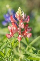 une rouge bluebonnet couvert dans l'eau gouttes dans le Matin. photo