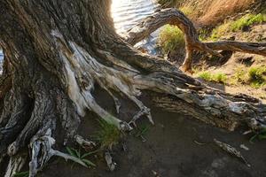 les racines vieux mort arbre permanent bord de la rivière. photo