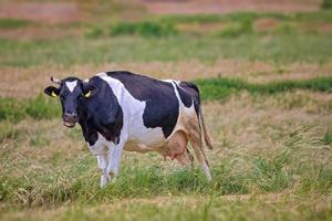 noir et blanc vache sur une vert pâturage sur une chaud été journée photo