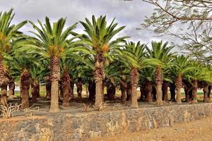 exotique original paume forêt croissance sur le Espagnol île de fuerteventura photo