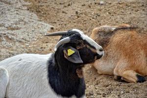 paisible apprivoiser chèvre animaux sur une ferme sur canari île fuertaventra photo