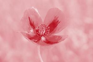 proche en haut de coquelicot fleur coloré dans rose photo