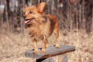 rouge Yorkshire terrier avec ses langue pendaison en dehors est permanent sur une planche dans le forêt. longue laine. à la recherche loin. flou Contexte. horizontal. photo