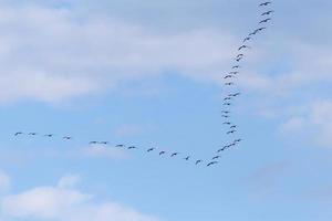 gros troupeau de génial noir cormorans en volant dans une nuageux ciel photo