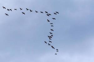 troupeau de génial noir cormorans en volant dans une nuageux ciel photo