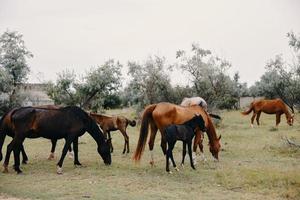 les chevaux manger herbe dans le champ la nature mammifères photo