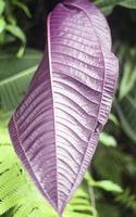 violet texturé feuilles photo