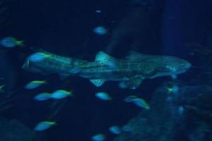 les requins nager dans une grand aquarium à le Tenerife zoo dans Espagne photo