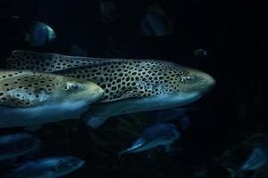 les requins nager dans une grand aquarium à le Tenerife zoo dans Espagne photo