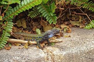 peu exotique lézard dans Naturel environnement photo