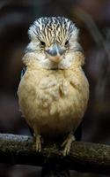 à ailes bleues kookaburra dans zoo photo