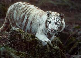 tigre blanc au zoo photo