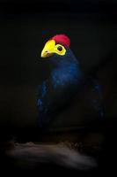 de Ross Turaco dans zoo photo