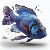 un ultra réaliste électrique bleu cichlidés poisson cette sauts par éclabousser sur une blanc Contexte ai généré photo