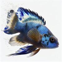 un ultra réaliste électrique bleu cichlidés poisson cette sauts par éclabousser sur une blanc Contexte ai généré photo