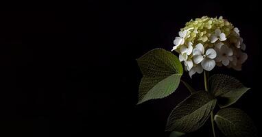 hortensia fleur dans noir Contexte ai généré photo