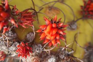 curieuse gros vert original cactus fleur floraisonfloraisonfloraison croissance dans le jardin proche en haut photo