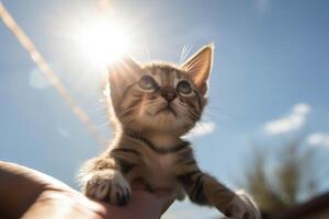 une Humain main détient une petit chaton dans le air lumière du soleil de le de face bleu ciel établi avec génératif ai technologie. photo