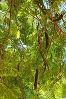 vert arbre formant une Naturel Contexte sur une été journée photo