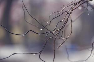 gouttes de pluie sur une branche de une sans feuilles arbre dans fermer dans janvier photo