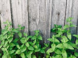 Frais vert biologique herbes sur rustique en bois Contexte. ortie laisser à bas sur gris toile de fond. copie espace, Haut vue mise à plat. populaire médecine, homéopathie, cosmétologie, phytothérapie. doux sélectif concentrer photo