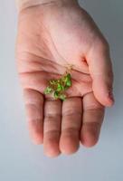 une enfant main est en portant une vert écarlate avant Pâques photo