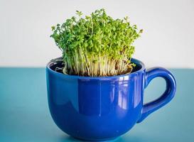 Accueil reproduction de vert cresson dans une foncé bleu tasse pour Pâques photo