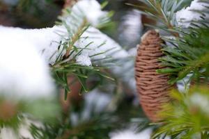 gros pin cône sur le arbre couvert avec neige photo