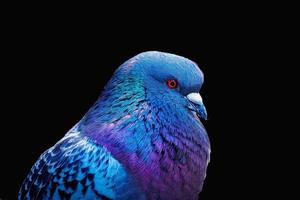 le Pigeon magnifique oiseau . là est coloré photo dans Pigeon